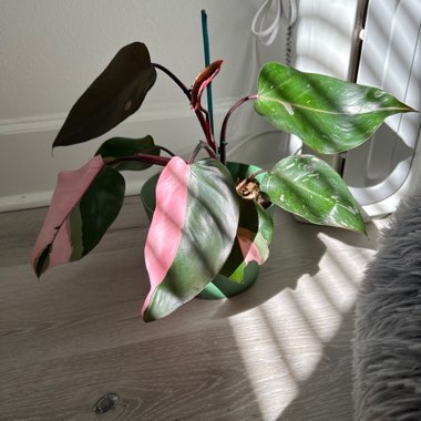 Philodendron 'Pink Princess'