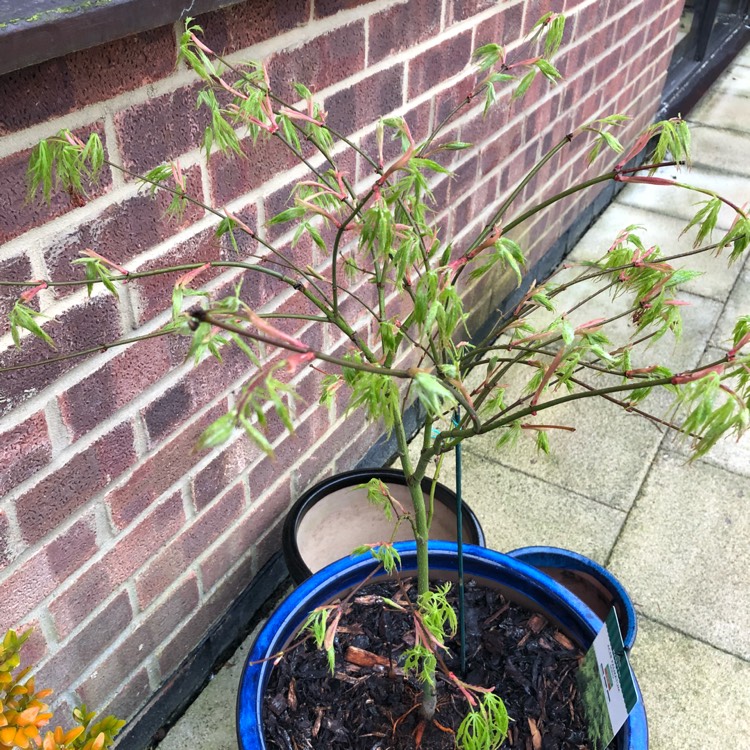 Plant image Acer palmatum 'Seiryu' (Dissectum Group) syn. Acer palmatum var. dissectum 'Seiryu'