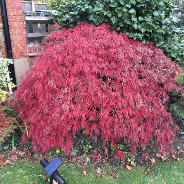 Japanese Maple 'Osakazuki'