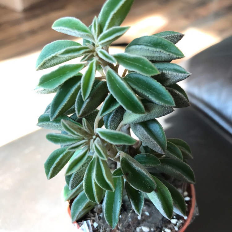 Plant image Peperomia dolabriformis var. Glaucescens