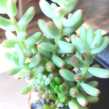 Sedum 'Blue Jelly Bean'