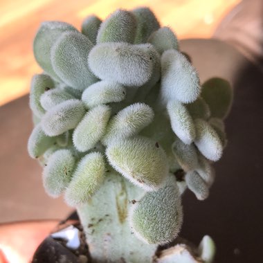 Echeveria 'Pulvinata Frosty'