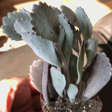 Kalanchoe 'Pumila'