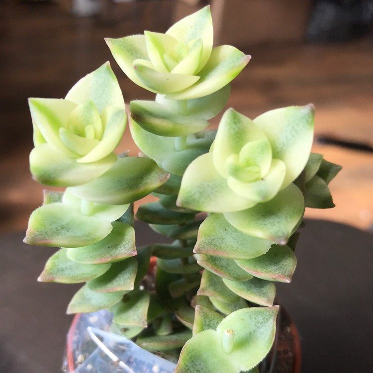 Plant image Crassula Tom Thumb Variegata