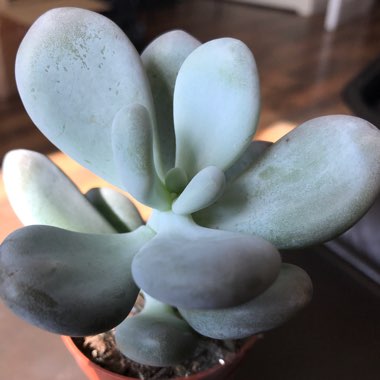 Pachyphytum oviferum