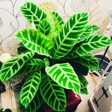 Zebra Plant