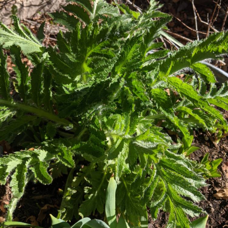 Plant image Melianthus major 'Purple Haze'