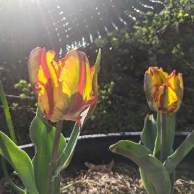 Tulipa (Parrot Group)