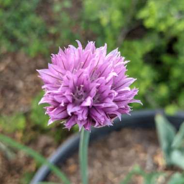 Allium schoenoprasum