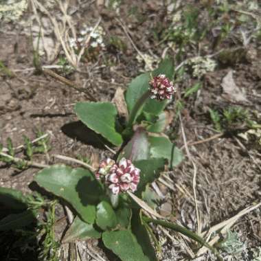 Persicaria bistorta