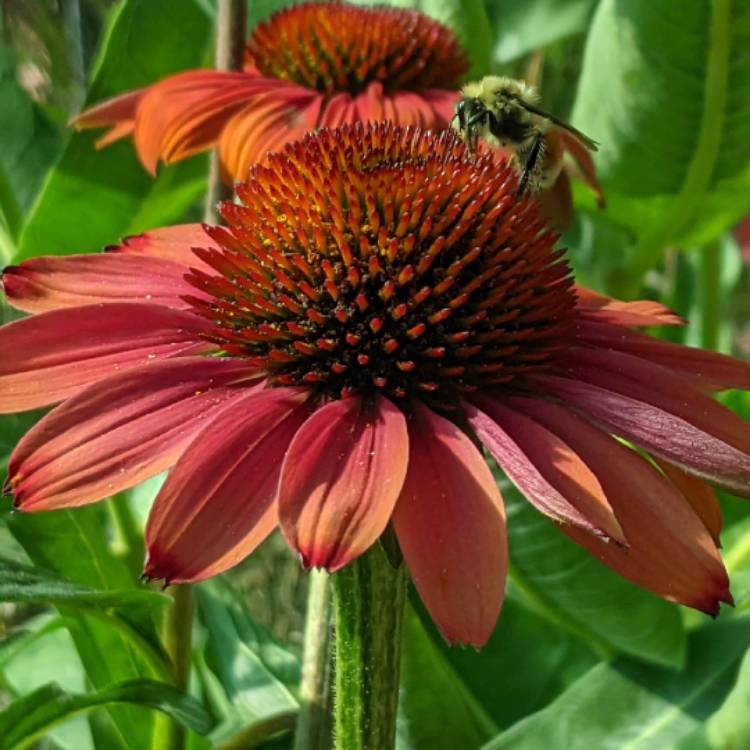 Plant image Echinacea 'Cheyenne Spirit' (Orange)