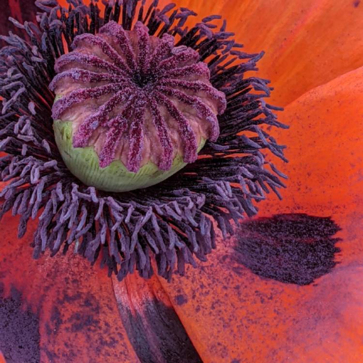 Plant image Papaver Orientale 'Giant King Kong'