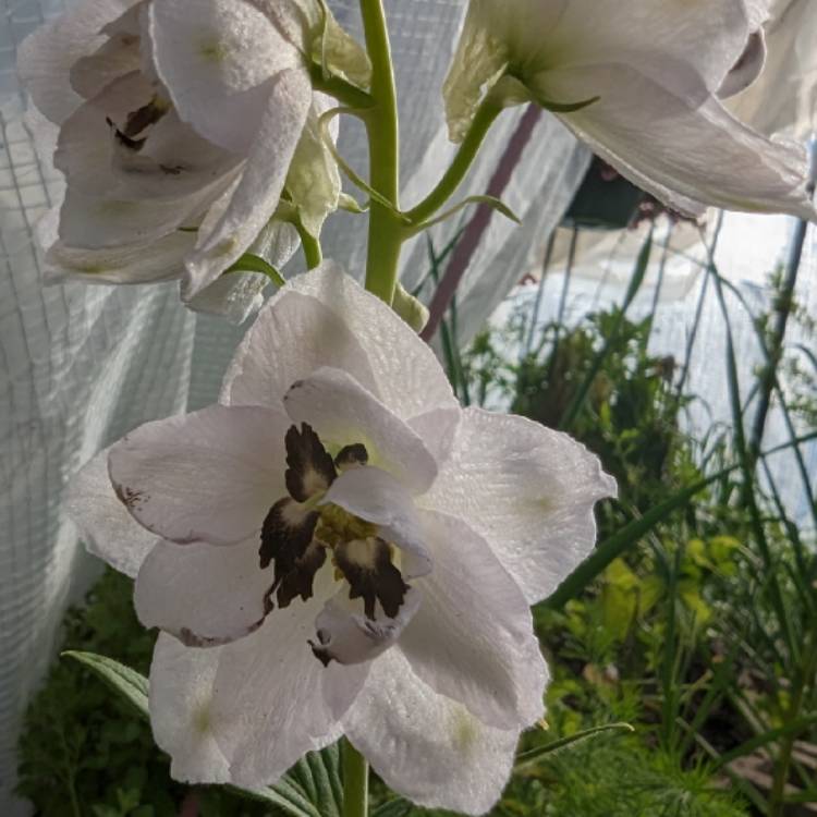 Plant image Delphinium 'Magic Fountains' Series