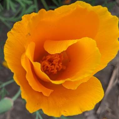 Eschscholzia californica