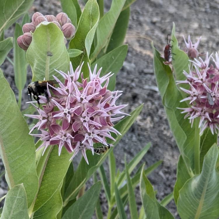 Plant image Asclepias syriaca