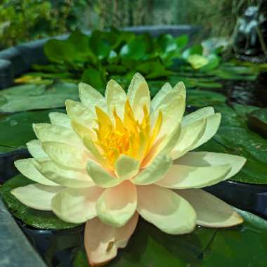 Nymphaea