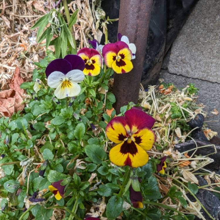 Plant image Viola x cornuta 'Sorbet Orange Duet'