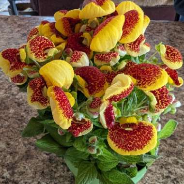 Calceolaria 'Klech10008' Calynopsis Yellow With Red