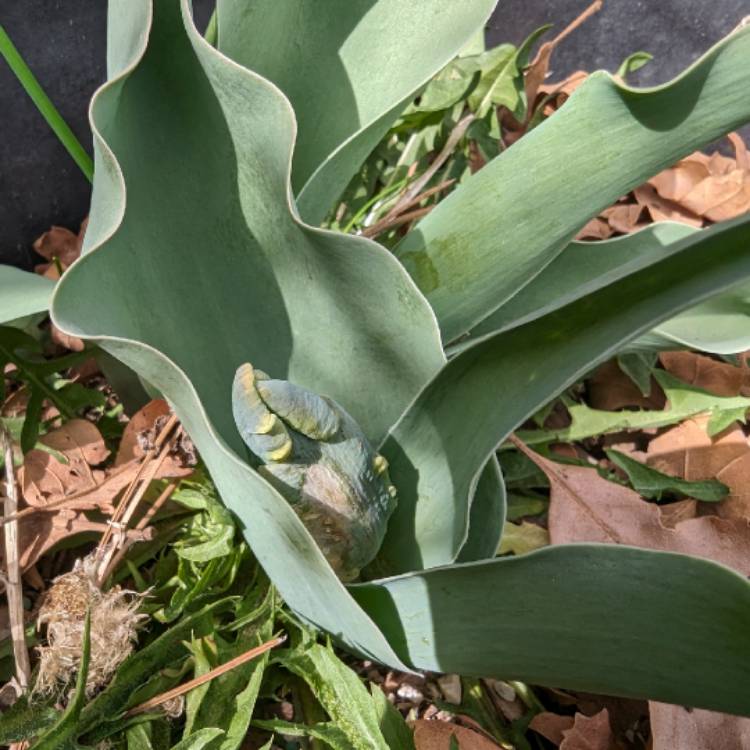 Plant image Tulipa (Parrot Group)