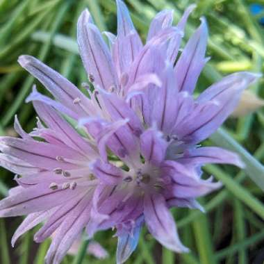 Allium schoenoprasum