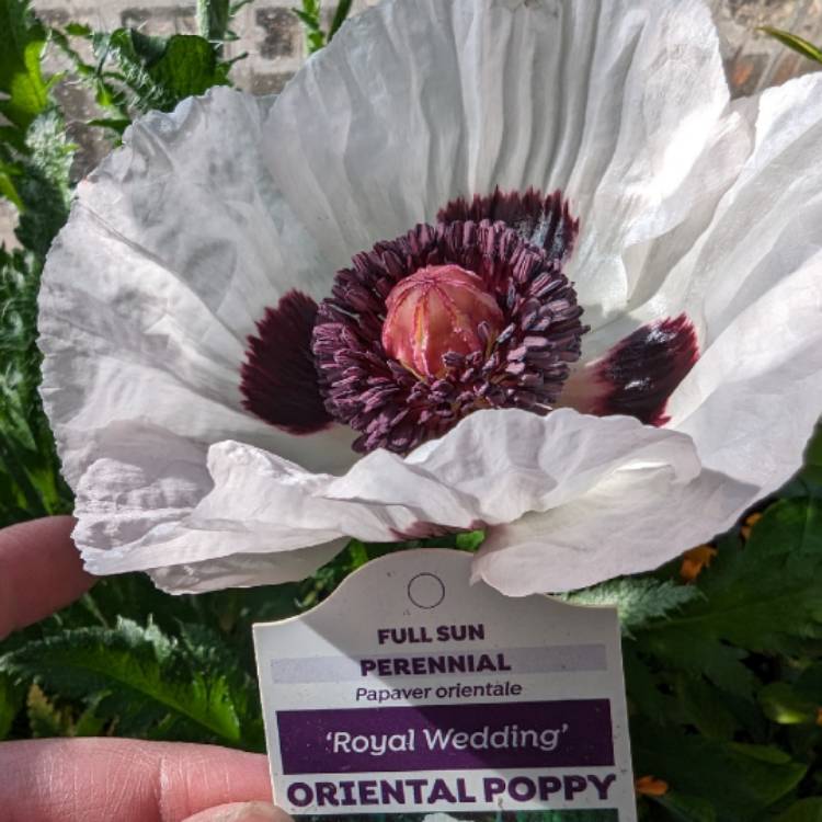 Plant image Papaver Orientale 'Giant King Kong'