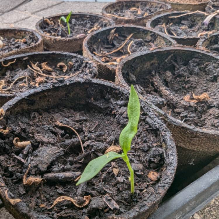 Plant image Capsicum Annuum 'Poblano'