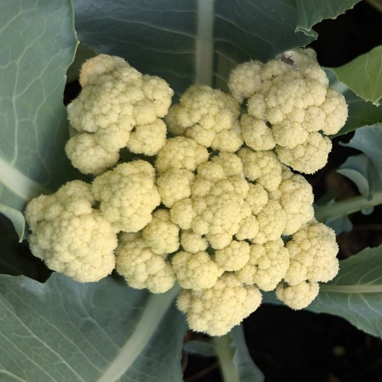 Plant image Brassica oleracea (Botrytis Group)