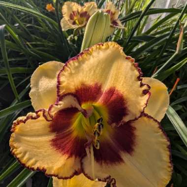 Daylily 'Adamas'