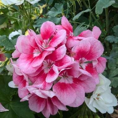 Cranesbill (Geranium)