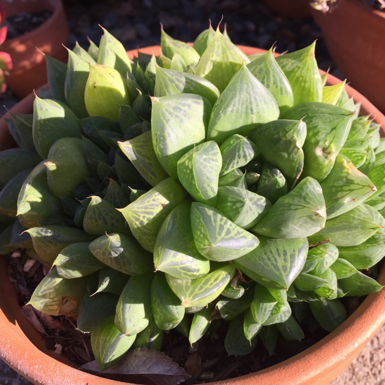 Plant image Haworthia retusa