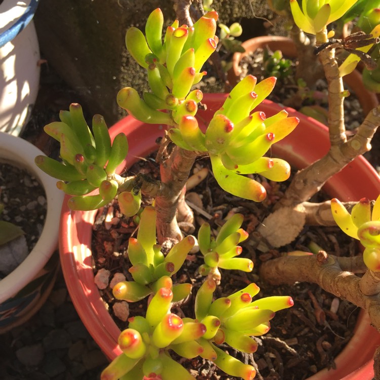 Plant image Crassula Ovata 'Gollum'