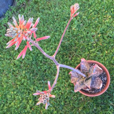 Aloe Maculata