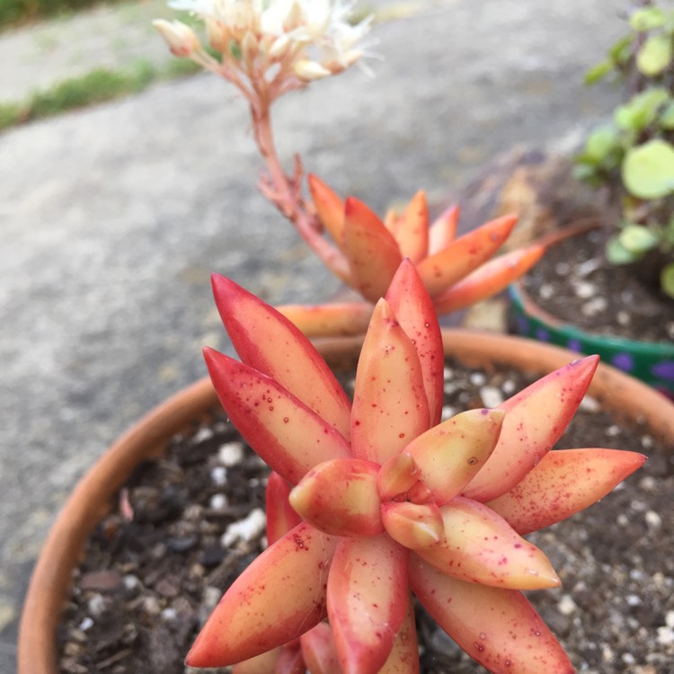 Plant image Sedum Adolphi cv. Firestorm