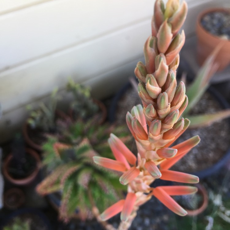 Plant image Aloe nobilis