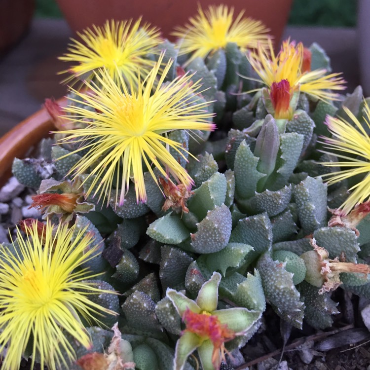 Plant image Aloinopsis luckhoffii syn. Aloinopsis Setifera