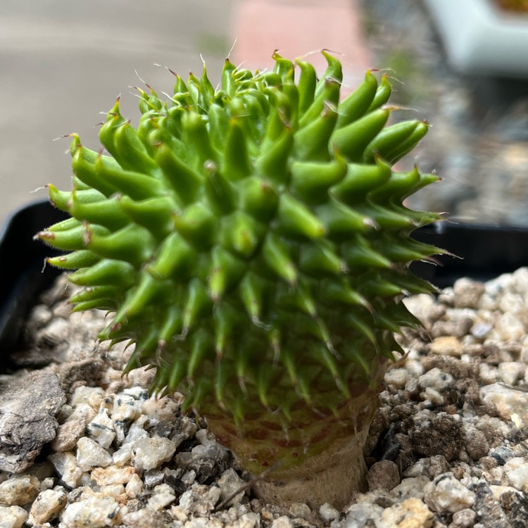 Plant image Euphorbia susannae