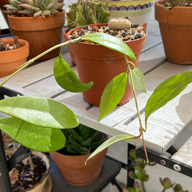 Plant image Hoya Pubicalyx