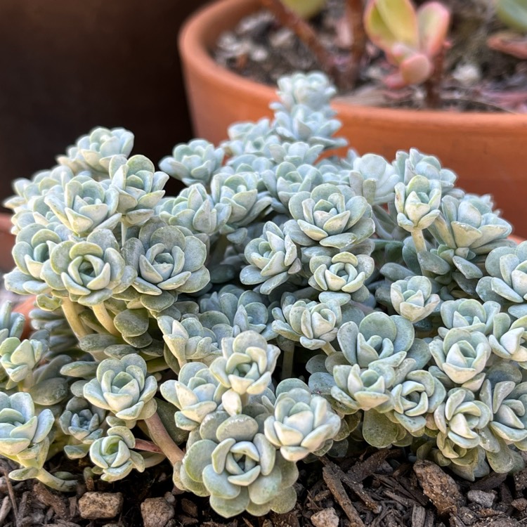 Plant image Sedum 'Cape Blanco'