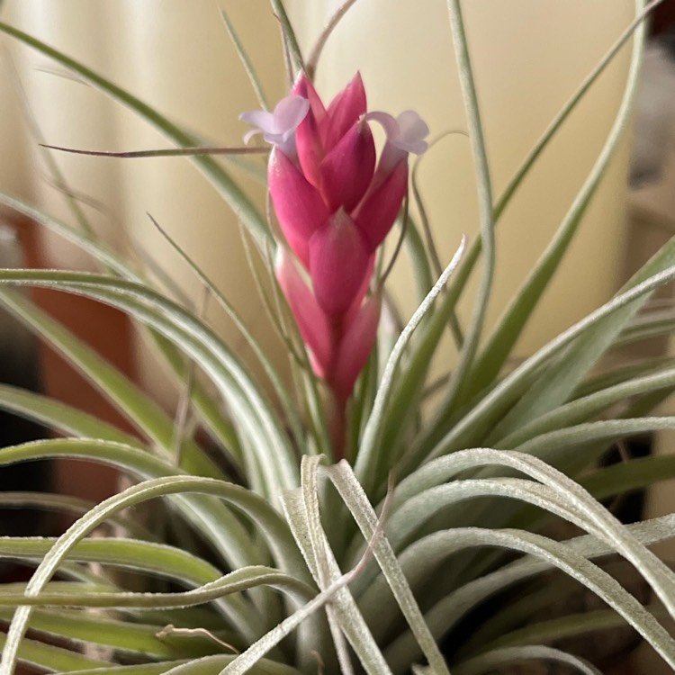 plant image 1637730