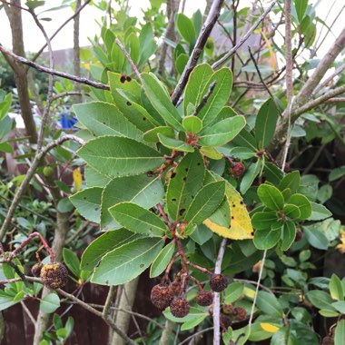 Strawberry Tree