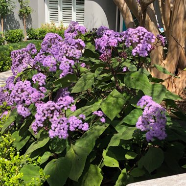 Eupatorium megalophyllum