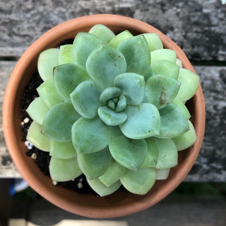 Plant image xSedeveria Pudgy