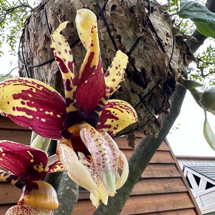 Plant image Stanhopea Tigrina