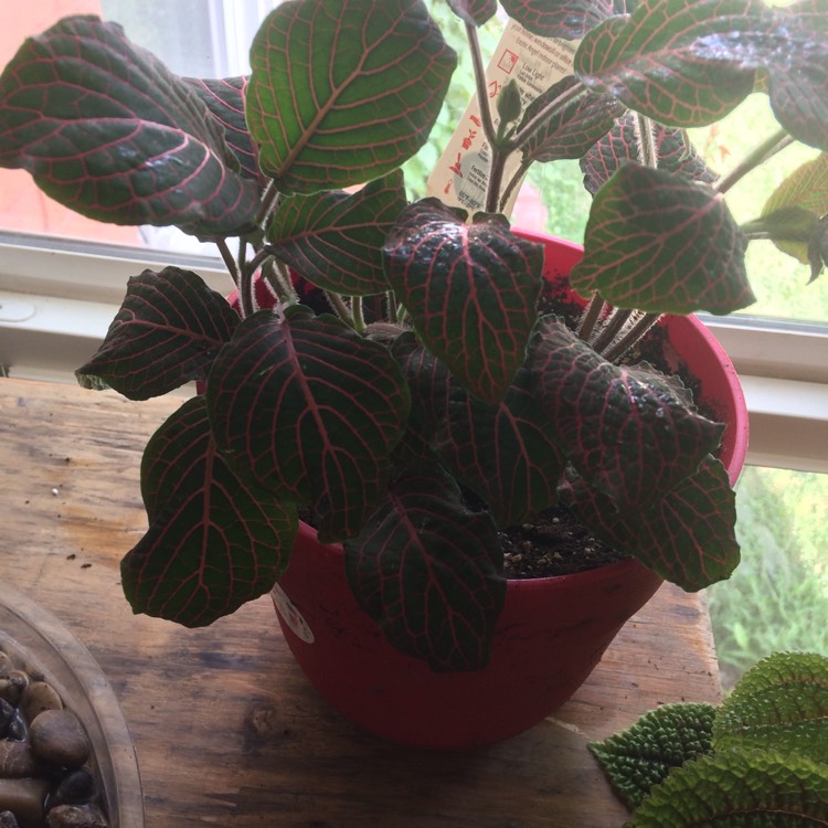 Plant image Fittonia argyroneura 'Red Anne'