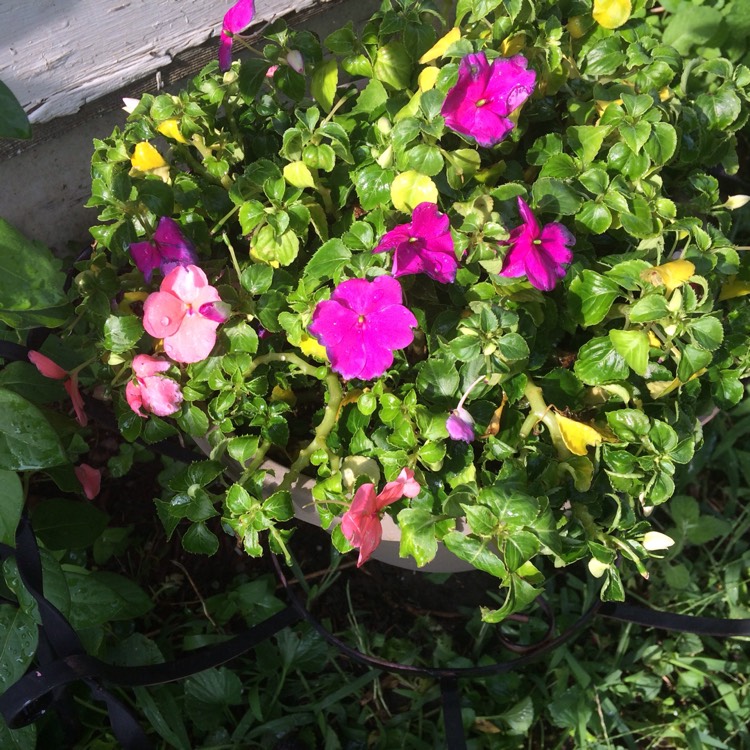 Plant image Impatiens walleriana 'Peach Swirl'