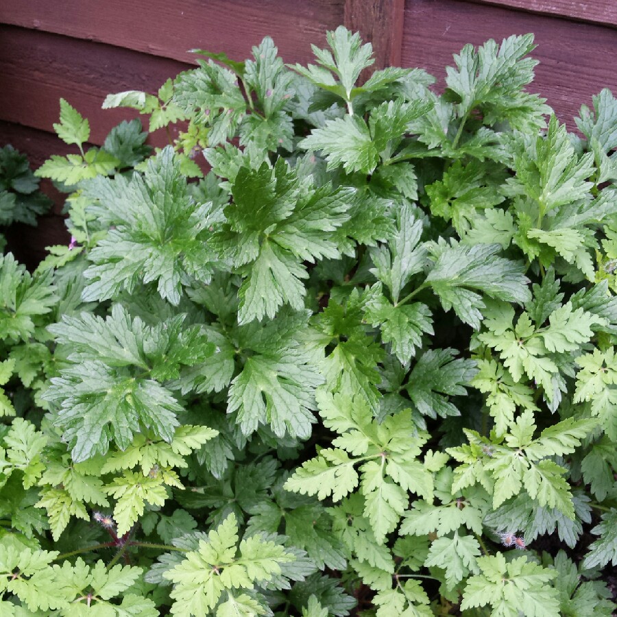 Plant image Ranunculus acris