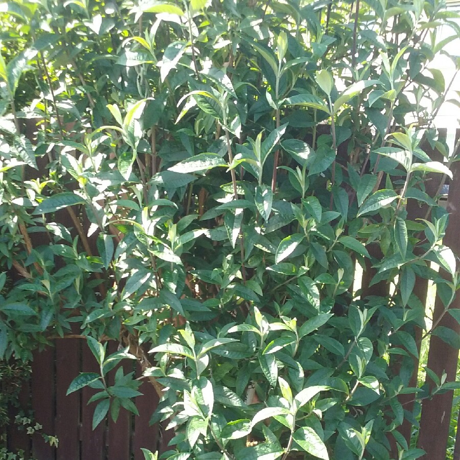 Plant image Buddleja davidii 'Harlequin'