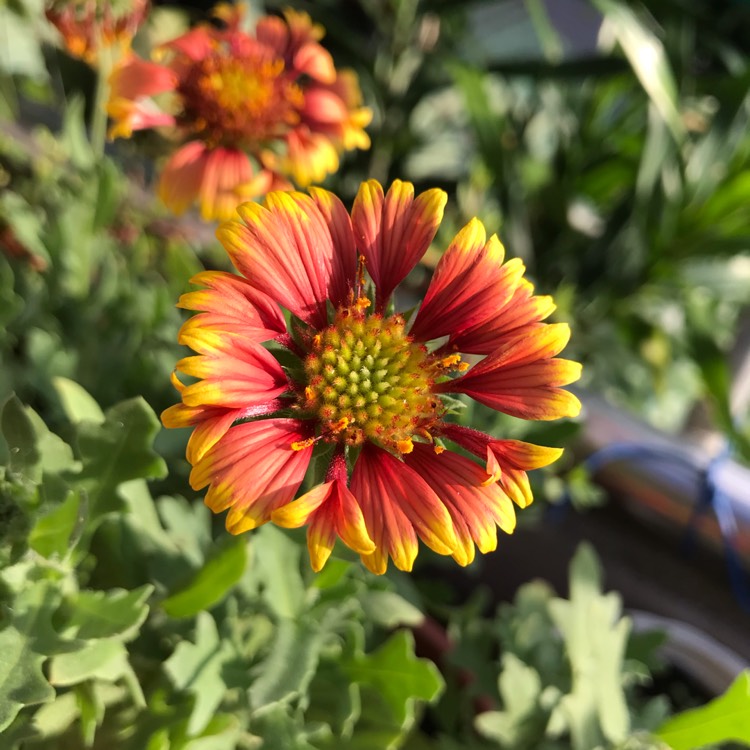 Plant image Gaillardia aristata 'Sunrita'