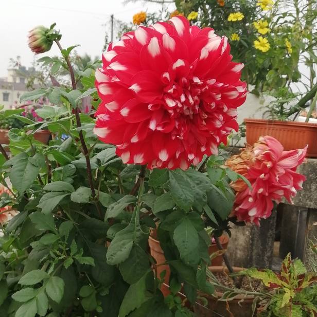 Plant image Dahlia 'Dalina Grande Cancun'