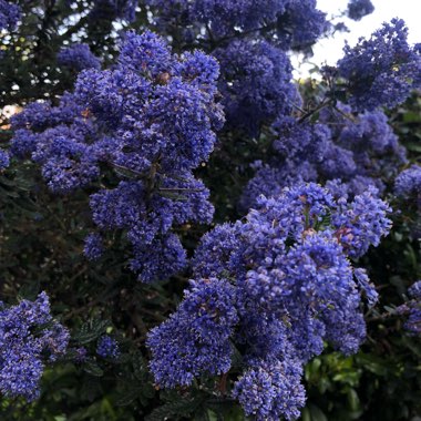 Californian Lilac 'Puget Blue'